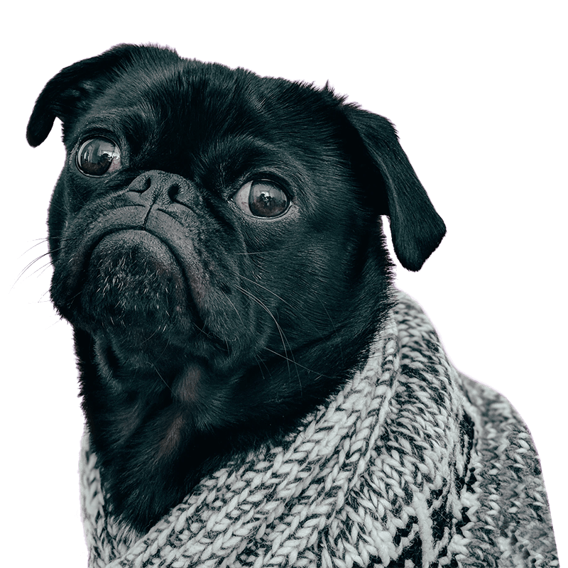 pets need homesd with Fennic Property Rentals